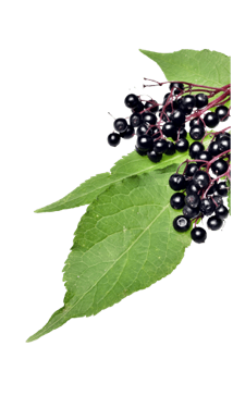 nordicelderberry