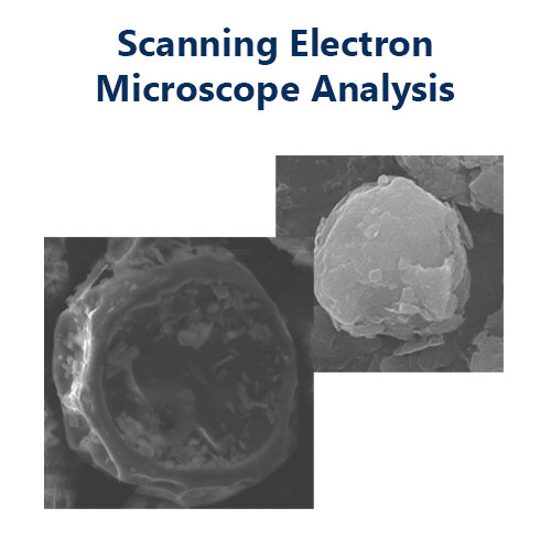 Liposome SEM
