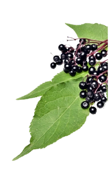 nordicelderberry